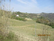 Filari di vite