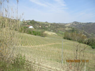 Filari di vite