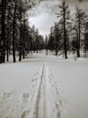 La parte alta del bosco