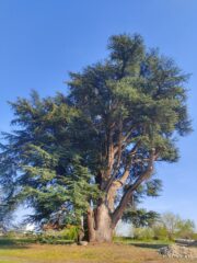 Il cedro monumentale di Perosa Canavese. 