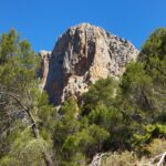 Lo sperone è molto evidente 