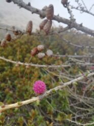 fiori del larice