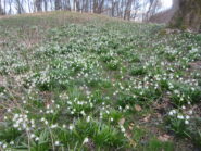 Leucojum Vernum nella faggetta
