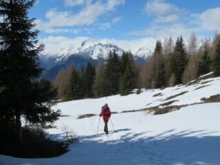 ancora neve nel bosco, ma abbastanza 
