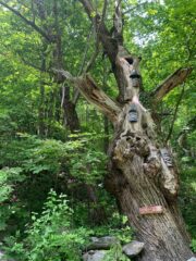 Castagno da dove si dirama il sentiero per lo sperone 