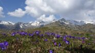 verso il Colle Loetto bellissime fioriture