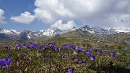 verso il Colle Loetto bellissime fioriture