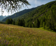 Pascoli sopra Lillaz