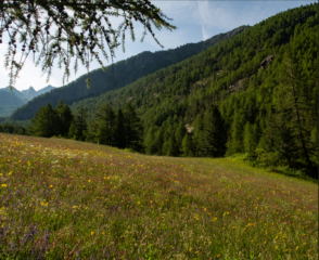 Pascoli sopra Lillaz