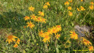 Arnica montana