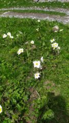 narcisi in fiore