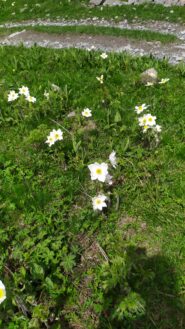 narcisi in fiore