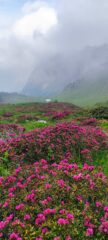 Splendida fioritura di rododendri