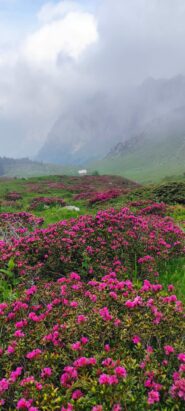 Splendida fioritura di rododendri