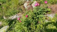 le prime peonie 