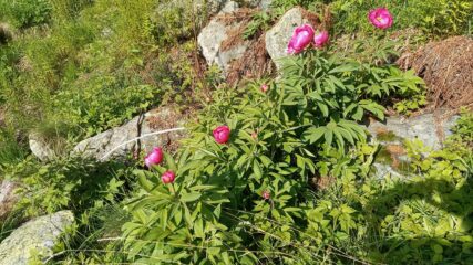 le prime peonie 