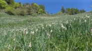 asfodeli nel traverso pianeggiante