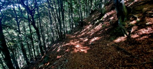 La splendida e fresca faggeta nella parte bassa