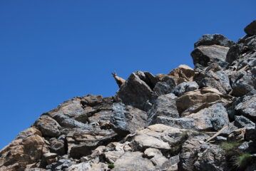 Osservato risalendo la cresta per il Bec di Nana