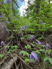 Clematis alpina