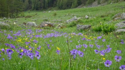 bellissime fioriture