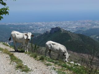 Mucche , Rocca Livernà ed Albenga