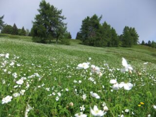 Prati in fiore