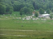 Arriva la transumanza alla stalla del Colle di Prato Rotondo