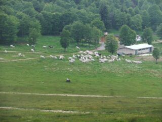 Arriva la transumanza alla stalla del Colle di Prato Rotondo