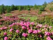 Pendii di rododendri in cima al vallone di salita