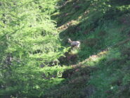 Camoscio