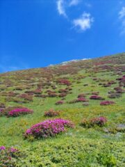 Fioritura di Rododendri