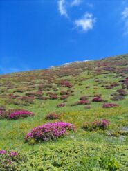 Fioritura di Rododendri