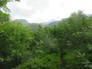 sentiero stretto fra vegetazione vigorosa