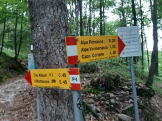 Il bivio P4-P5 che porta ai Tre Alberi