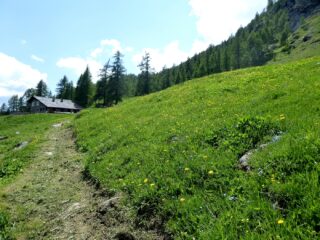 Fioritura all'Alpe Le Grillon.