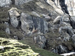 Il camoscio incontrato salendo a P.ta Gabiet.
