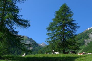 Uscendo dal bosco