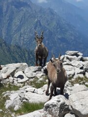 Comitato d'accoglienza sulla cima