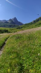 Meravigliosa fioritura