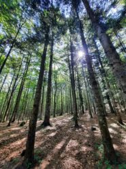 Il bosco di faggi 