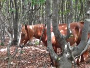 Cavalli allo stato brado.