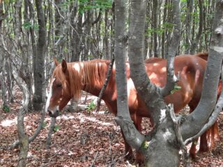 Cavalli allo stato brado.