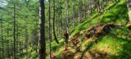 Prima parte su bel sentiero nel bosco 