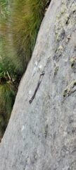 La provvidenziale fettuccia sul passo chiave di L4