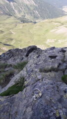 ogni tanto salta fuori uno spit..