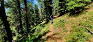 Splendido tracciolino nel bosco