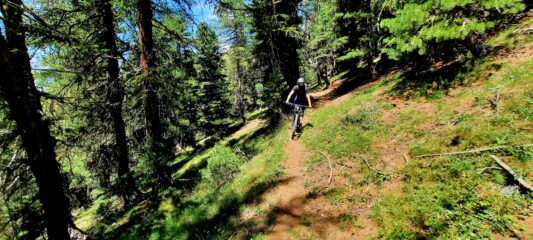 Splendido tracciolino nel bosco