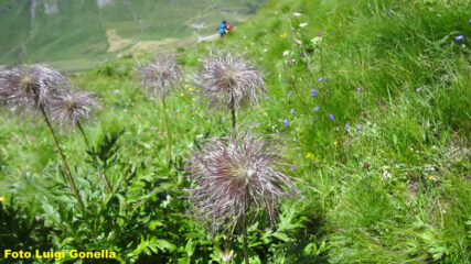 Pulsatilla