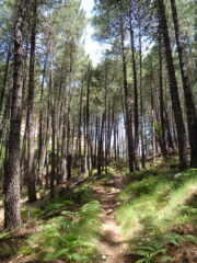 salendo verso Foce d'Ortu